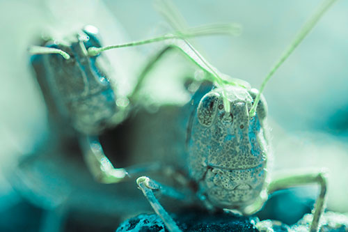 Two Grasshopper Buddies Smiling Among Sunlight (Cyan Tint)