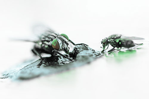 Two Hungry Cluster Flies Feasting Together (Cyan Tint)