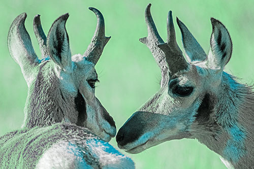 Two Loving Pronghorns Kissing Each Other (Cyan Tint)