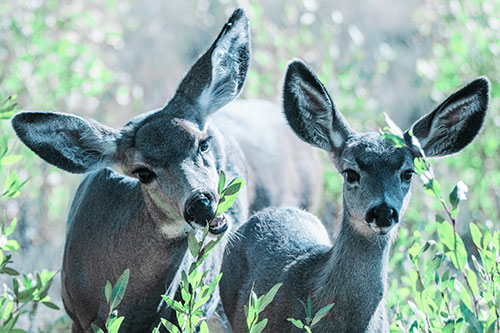 Two Mule Deer Enjoying Leafy Breakfast (Cyan Tint)