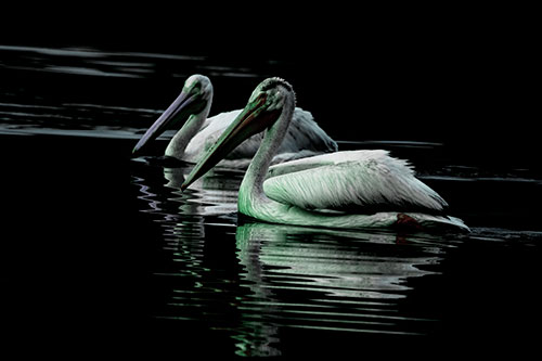 Two Pelicans Floating In Dark Lake Water (Cyan Tint Photo)