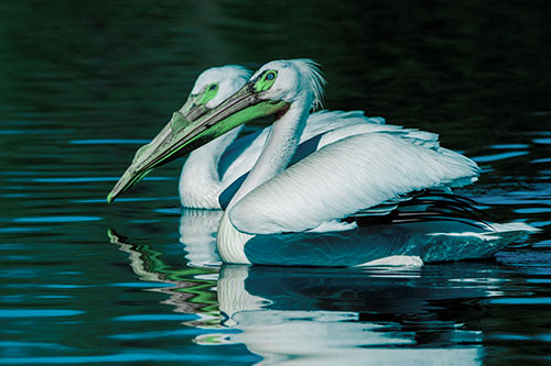 Two Pelicans Swimming In Unison (Cyan Tint)