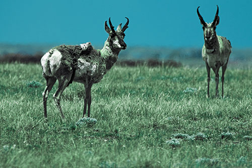 Two Shedding Pronghorns Among Grass (Cyan Tint Photo)