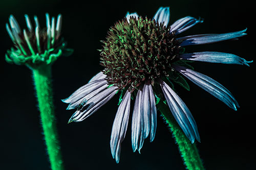 Two Towering Coneflowers Blossoming (Cyan Tint Photo)