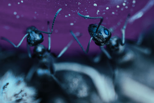 Two Vertical Climbing Carpenter Ants (Cyan Tint)