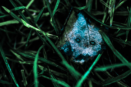 Upset Decaying Leaf Face Hiding Among Twisting Grass Blades (Cyan Tint)
