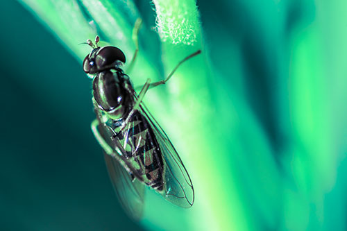 Vertical Leg Contorting Hoverfly (Cyan Tint Photo)