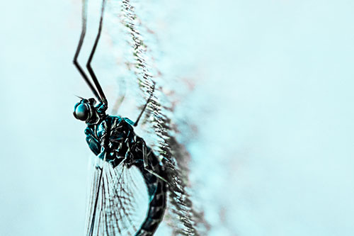 Vertical Perched Mayfly Sleeping (Cyan Tint Photo)