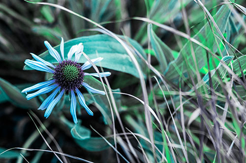 Vibrant Lone Coneflower Beside Plants (Cyan Tint Photo)