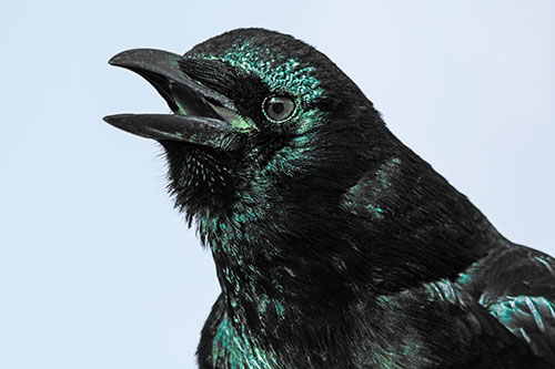 Vocal Crow Cawing Towards Sunlight (Cyan Tint Photo)