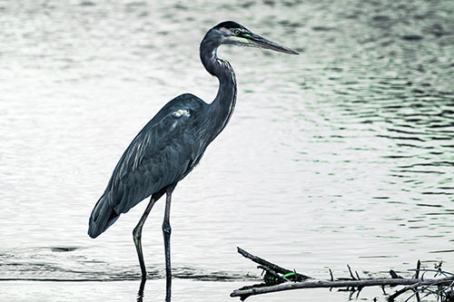 Wading Great Blue Heron Hunting Fish (Cyan Tint Photo)