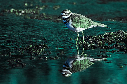 Wading Killdeer Wanders Shallow River Water (Cyan Tint Photo)