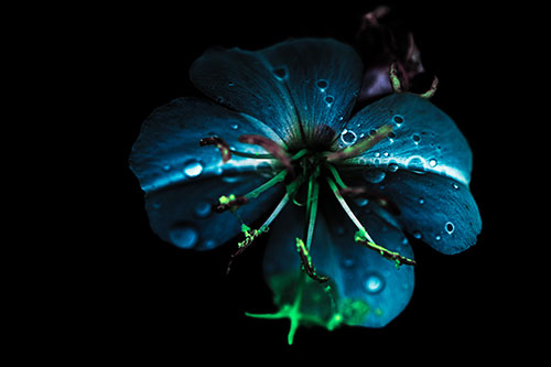 Water Droplet Primrose Flower After Rainfall (Cyan Tint Photo)