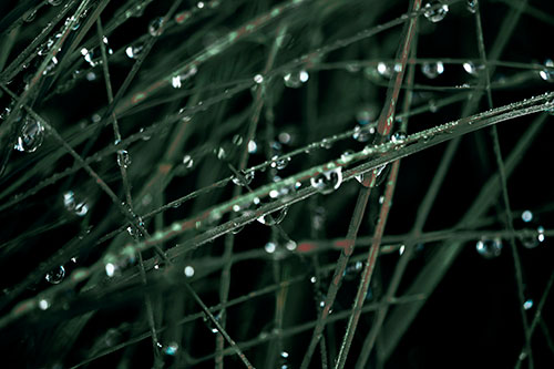 Water Droplets Hanging From Grass Blades (Cyan Tint Photo)