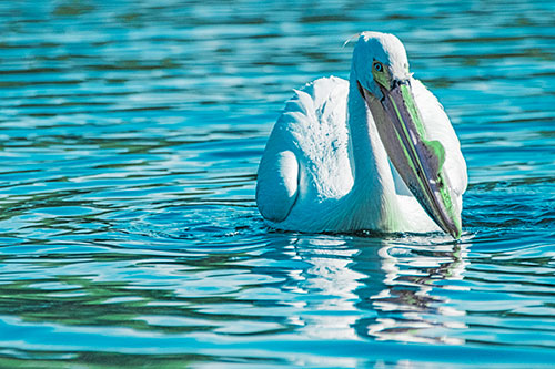 Water Floating Pelican Hunting For Food (Cyan Tint)