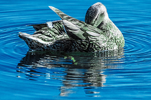 Water Rippling Mallard Duck Grooming Self (Cyan Tint)