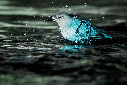 Water Splashing American Dipper Feasting On Larvae (Cyan Tint)