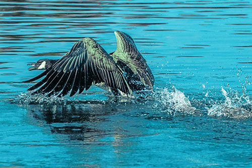 Water Splashing Canadian Goose Taking Flight Off Lake (Cyan Tint)