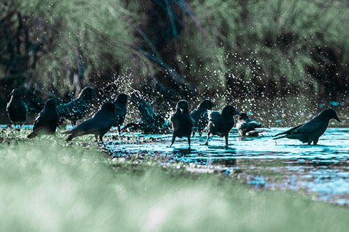 Water Splashing Crows Enjoy Bird Bath Along River Shore (Cyan Tint Photo)