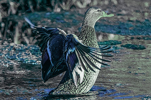 Water Splashing Mallard Duck Flapping Wings Among Pond (Cyan Tint Photo)