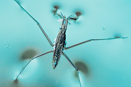 Water Strider Perched Atop Calm River (Cyan Tint Photo)