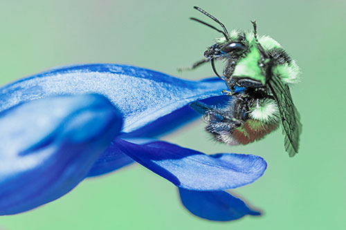 Waving Red Belted Bumble Bee Climbing Flower Petal (Cyan Tint)