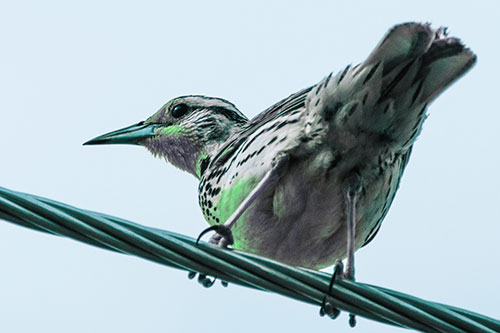 Western Meadowlark Keeping Watch Atop Powerline Wire (Cyan Tint)