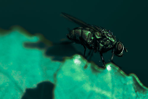 Wet Cluster Fly Walks Along Leaf Rim Edge (Cyan Tint Photo)