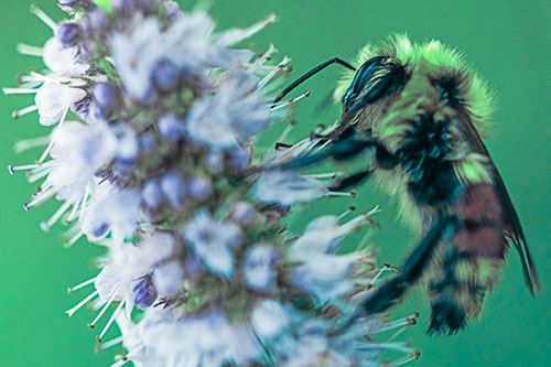 Wet Red Belted Bumble Bee Crawling Up Mentha Longifolia Plant (Cyan Tint)