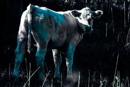White Cow Calf Looking Backwards (Cyan Tint Photo)