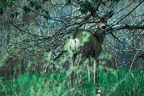 White Tailed Deer Looking Backwards Atop Grassy Pasture (Cyan Tint Photo)