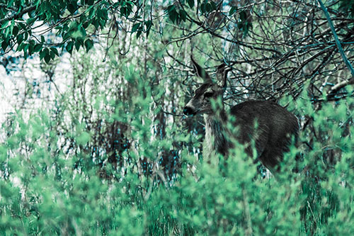 White Tailed Deer Looking Onwards Among Tall Grass (Cyan Tint Photo)