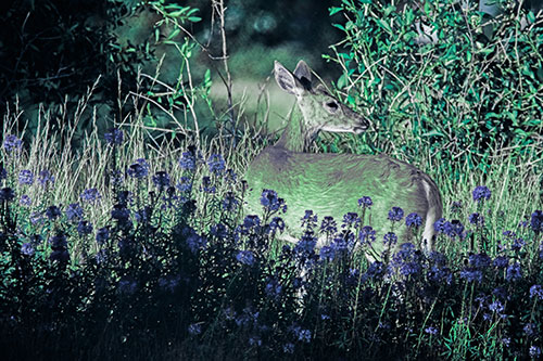 White Tailed Deer Looks Back Among Lily Nile Flowers (Cyan Tint Photo)