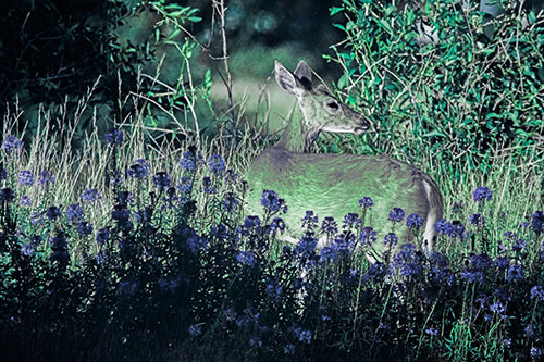 White Tailed Deer Looks Back Among Lily Nile Flowers (Cyan Tint)