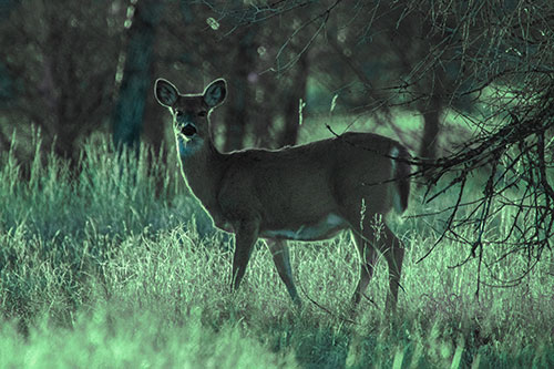 White Tailed Deer Spots Intruder Beside Dead Tree (Cyan Tint Photo)