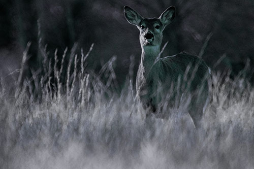 White Tailed Deer Stares Behind Feather Reed Grass (Cyan Tint Photo)