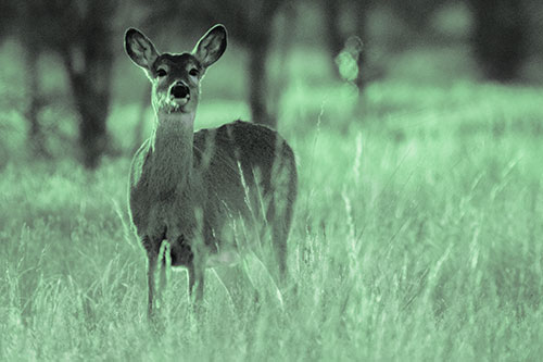 White Tailed Deer Watches With Anticipation (Cyan Tint Photo)