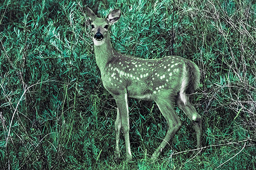 White Tailed Spotted Deer Stands Among Vegetation (Cyan Tint)