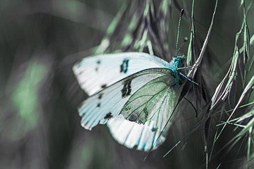 White Winged Butterfly Clings Grass Blades (Cyan Tint Photo)