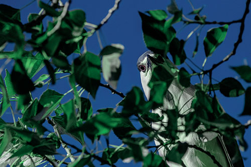 Wide Eyed Black Crowned Night Heron Looking Down From Tree Branch (Cyan Tint)