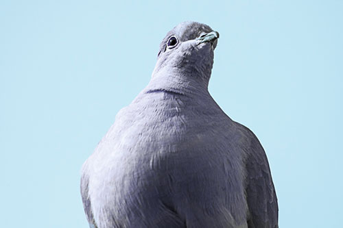 Wide Eyed Collared Dove Keeping Watch (Cyan Tint Photo)
