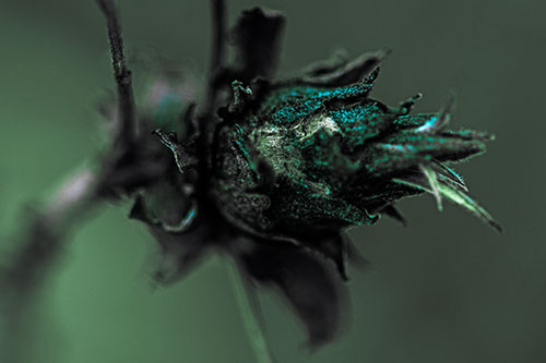 Willow Cone Gall Midge Head Sticking Fuzzy Tongue Out (Cyan Tint Photo)