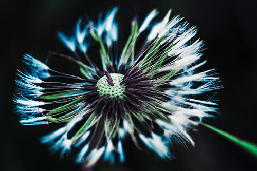 Wind Blowing Partial Puffed Dandelion (Cyan Tint Photo)