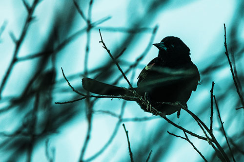 Wind Gust Blows Red Winged Blackbird Atop Tree Branch (Cyan Tint Photo)
