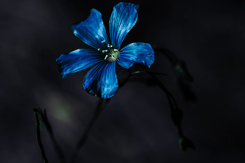 Wind Shaking Flax Flower (Cyan Tint Photo)