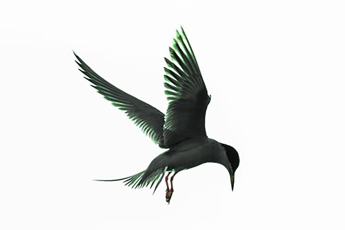 Wing Flapping Tern Eying For Fish Below (Cyan Tint)