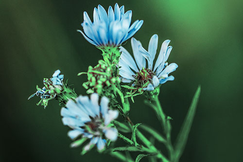 Withering Aster Flowers Decaying Among Sunshine (Cyan Tint Photo)