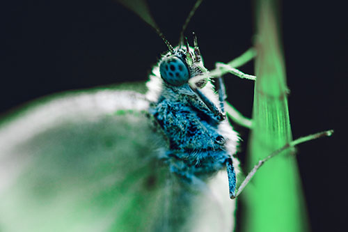 Wood White Butterfly Hugs Grass Blade (Cyan Tint Photo)