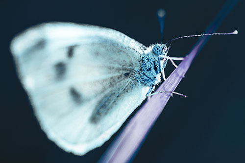Wood White Butterfly Perched Atop Grass Blade (Cyan Tint Photo)
