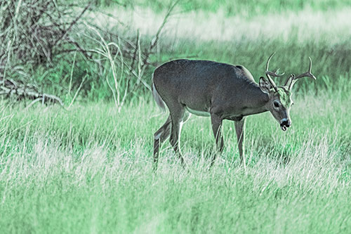 Yawning White Tailed Deer Wanders Among Grass Prairie (Cyan Tint)